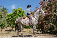 Elevage du Dastugue: Chevaux Lusitaniens