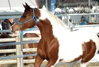 Les Chevaux de l'Urière Élevage de Pintabian