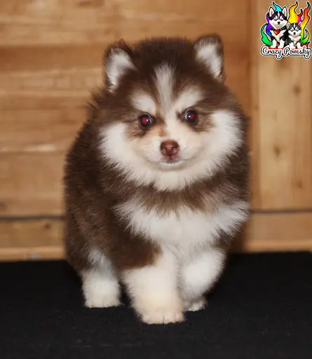 Élevage Crazy Pomsky