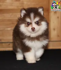 Élevage Crazy Pomsky