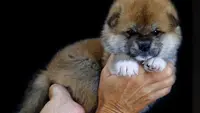 Akita Imperial - Élevage d'Akita Inu