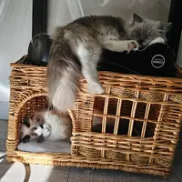 Cotondoll - Elevage de Chat Ragdoll À 15 Mins de Tours, en Indre-et-loire (37)