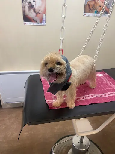 Au Chien Chic