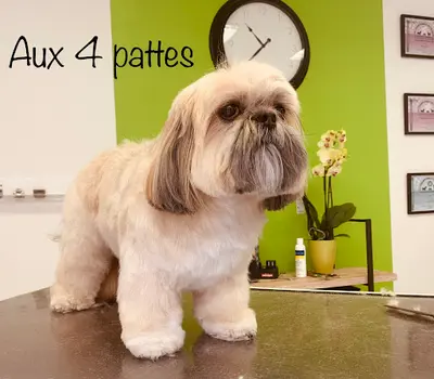 Aux 4 Pattes