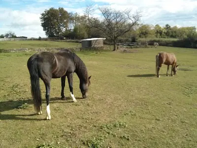 Easycheval