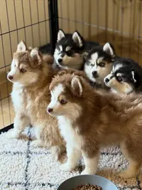 Pomskies des Cimes Enchantées