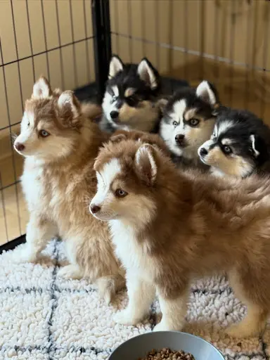 Pomskies des Cimes Enchantées