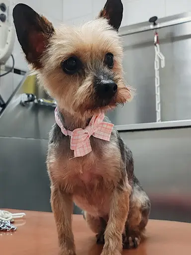 Au Chien Chic 🐾