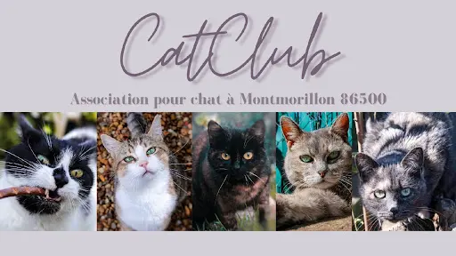 Cat Club - Association Pour Chats