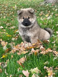 Toilettage À Domicile et Elevage d'Eurasier