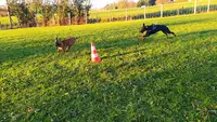 Dog Guardia