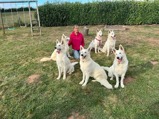White Pearl Of Chester - Élevage de Berger Blanc Suisse