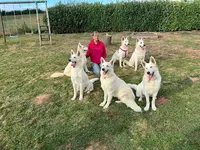 White Pearl Of Chester - Élevage de Berger Blanc Suisse