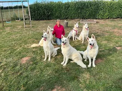 White Pearl Of Chester - Élevage de Berger Blanc Suisse