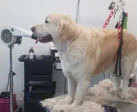Bon Chic Bon Chien Salon de Toilettage