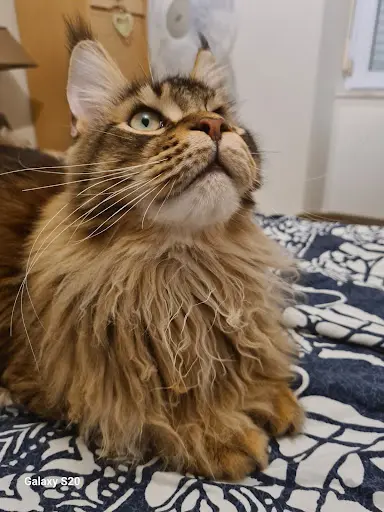 Chatterie Evaddhia - Maine Coon Depuis 2010