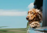 Dog&chic - Toilettage À Domicile