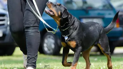 Dog Imperial - Rééducation de Chiens Agressifs