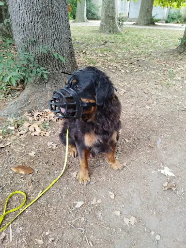 Dog In