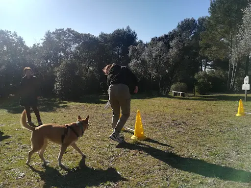Dog Life Éducateur Canin