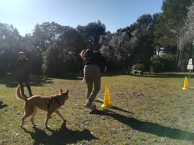 Dog Life Éducateur Canin