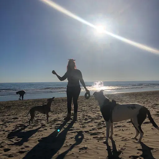 Doyoudog - Éducateur-comportementaliste Canin Montpellier