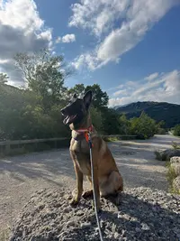 l'Élite Dog - Educateur Canin Montpellier - Comportementaliste