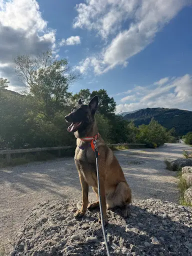 l'Élite Dog - Educateur Canin Montpellier - Comportementaliste