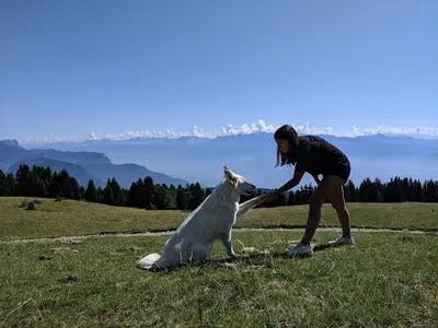 Le Temps du Chien - Education Canine et Comportement