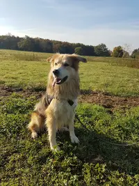 Objectif Canin - Éducateur Comportementaliste Canin