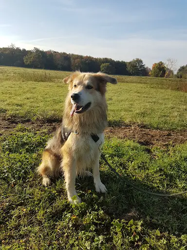 Objectif Canin - Éducateur Comportementaliste Canin
