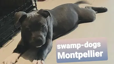 Swamp Dogs