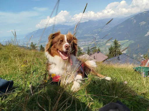 Top Chien