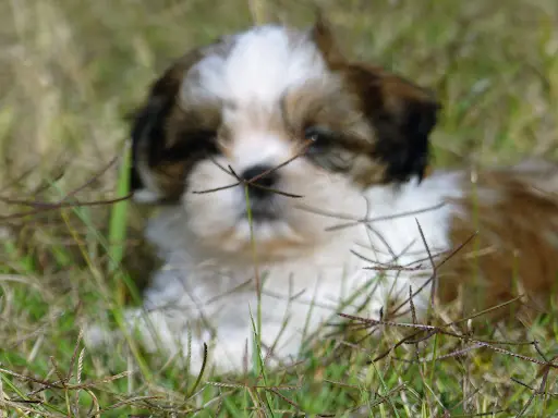 Gaec Selection Canine : Affixe "elevage du Domaine des Écorces"