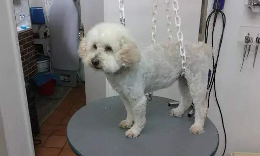 Dandy Beauty Dog