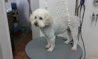 Dandy Beauty Dog