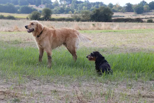 Point de Vue Canin