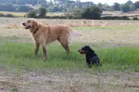 Point de Vue Canin