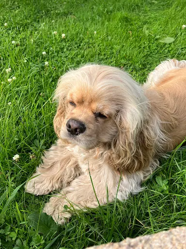 Au Royaume des Dogs