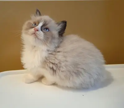 Chatterie de Midori Neko - Elevage de Ragdoll