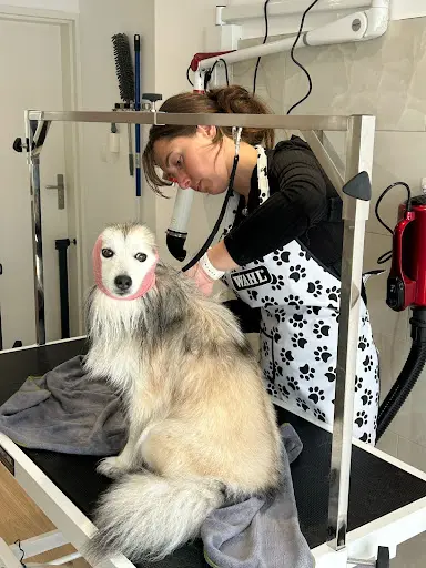 Elisanimaux Toilettage