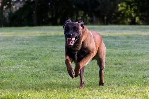David Prost Éducation Canine du Montregalis