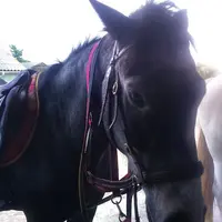 Les Chevaux du Bel Air