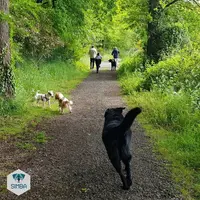 Simba - Education Canine À Domicile