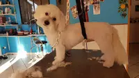 Toutou Mousse