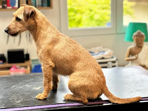 Barba Chien