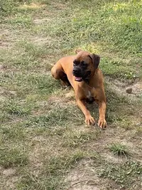 Pension Canine Montseveroux