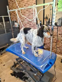 Toilettage Canin - le Salon