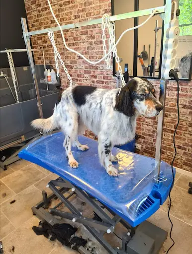 Toilettage Canin - le Salon