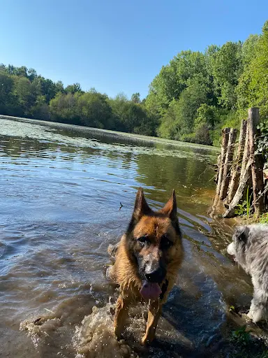 Un K Ractère de Chien